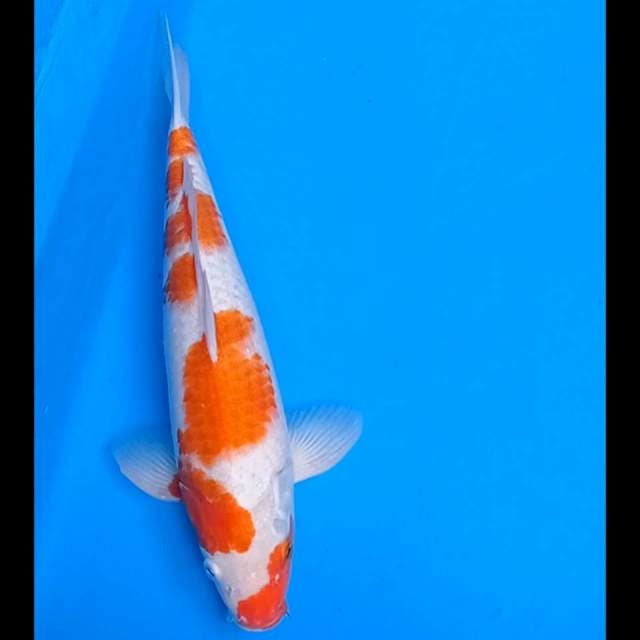 Zagura ~ Kohaku 38 cm jantan ori