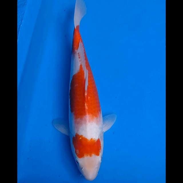Lowo~ Kohaku 40 cm Ori