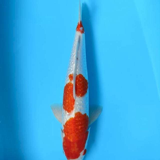 Kohaku ginrin male 41cm