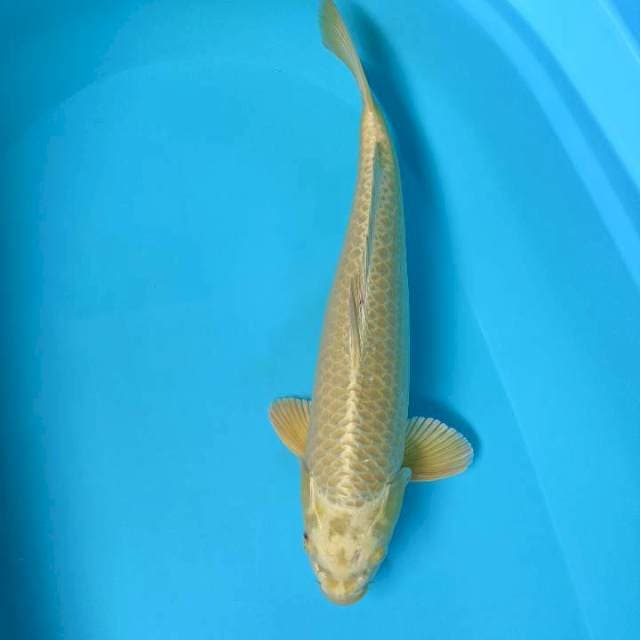 Mukasi 43cm male