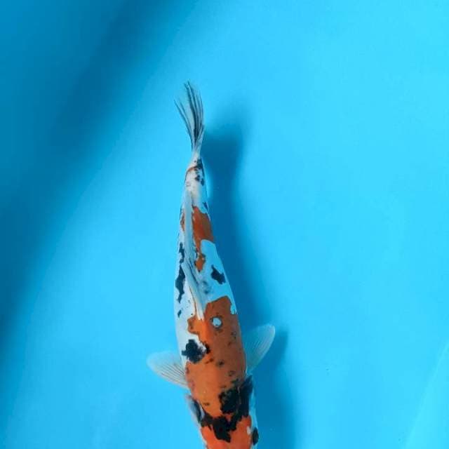 Kinshowa doit fimale 30cm