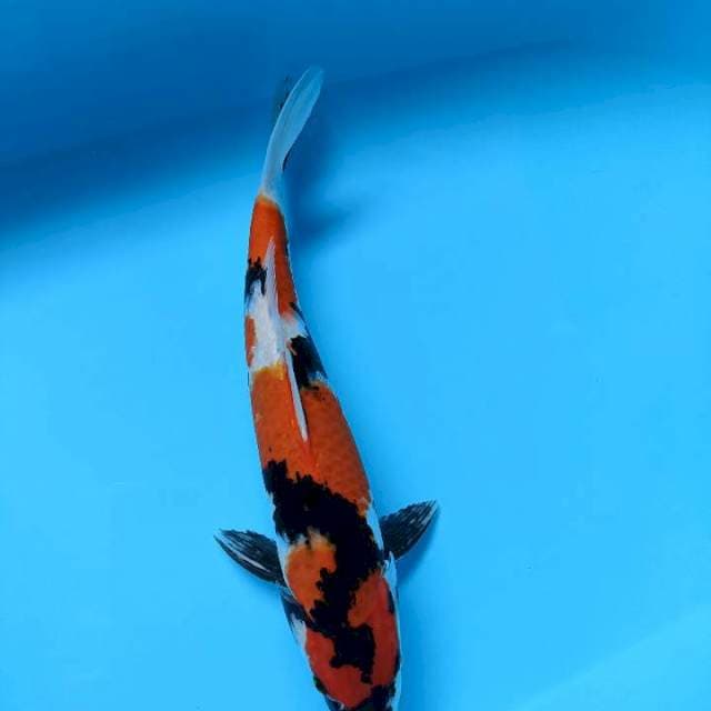 Showa male 38cm