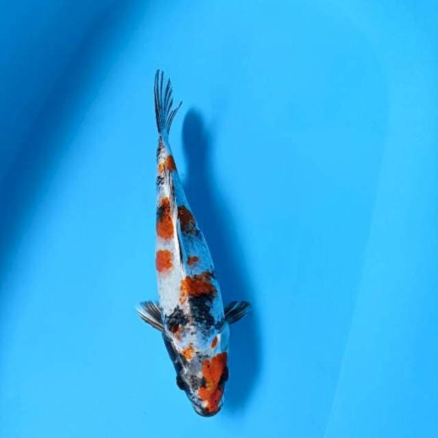 Kinshowa fimale 33cm