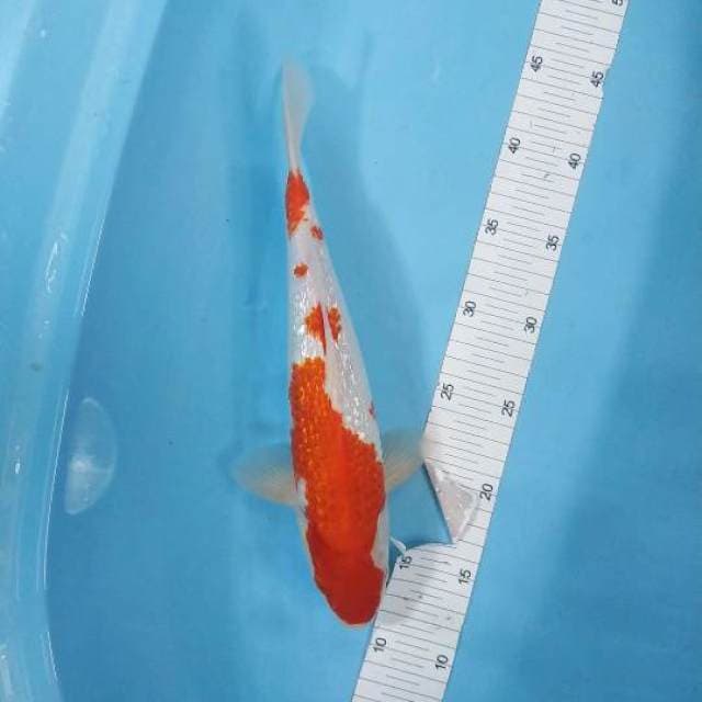 KOHAKU GINDRIN 32CM MALE