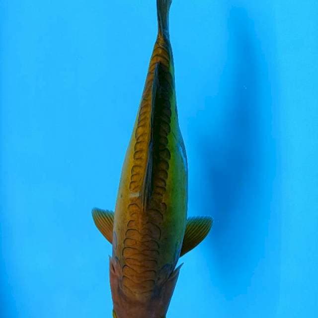 Cagoi 32cm