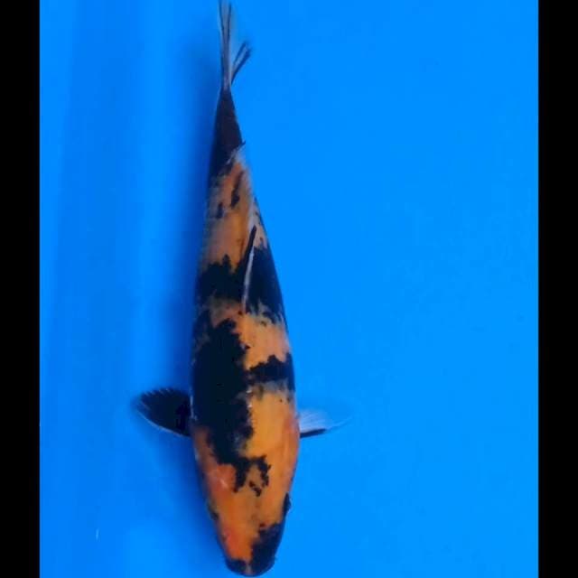 Hi showa 27 cm