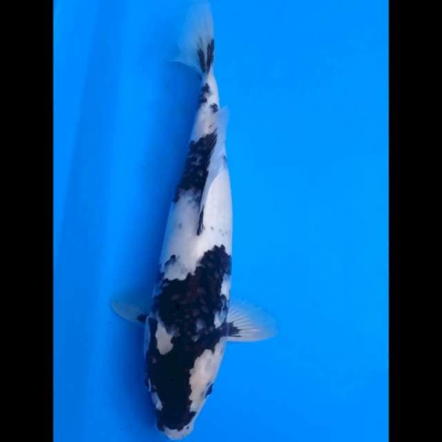 Shiro showa dkit wrna mrah dbdan 34 cm