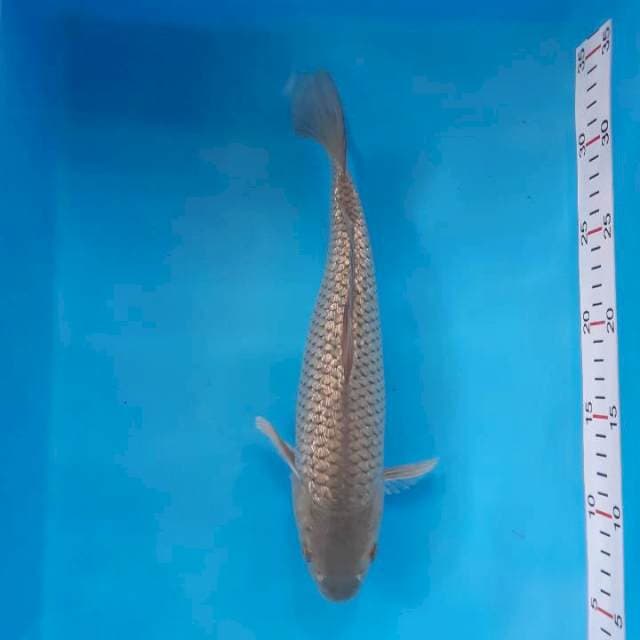 Soragoi 29 cm