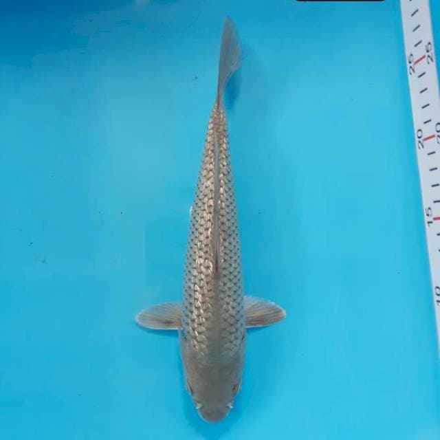 Soragoi 25 cm