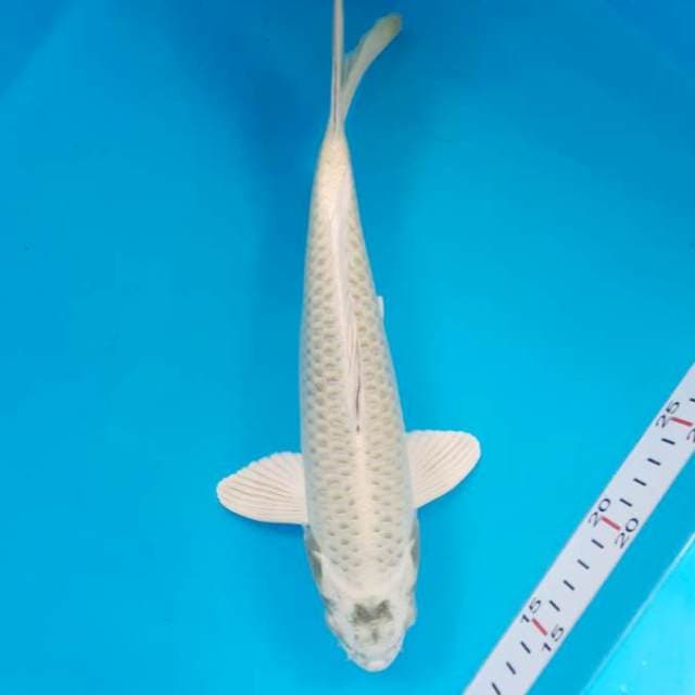 Platinum 27 cm