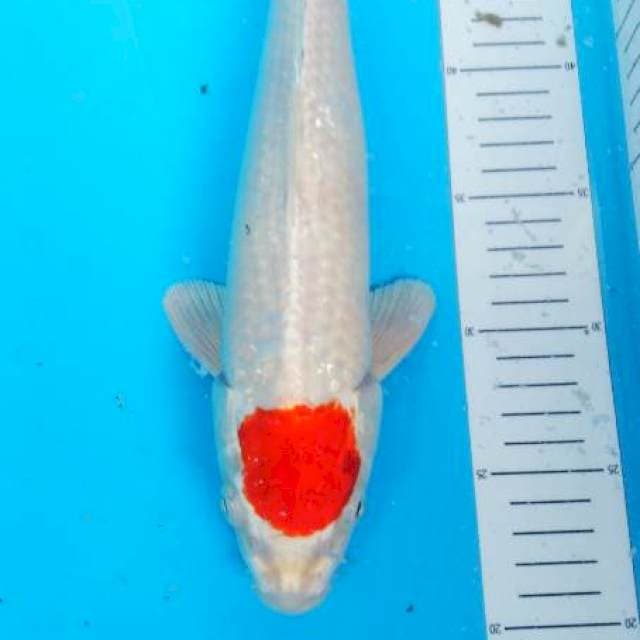 tanco 33 cm