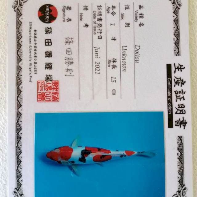 Sinoda Sanke doitsu