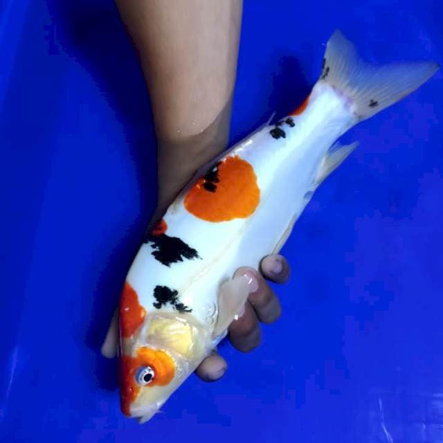 Sinoda Sanke doitsu