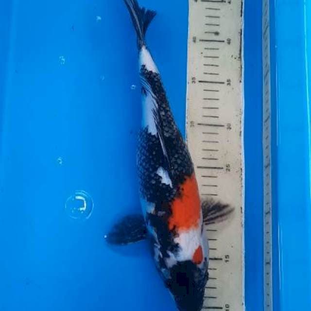 Showa 36cm