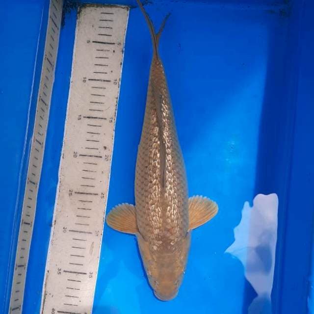 Midori ginrin 36cm