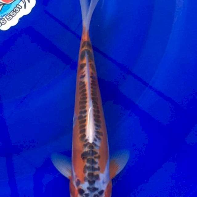 Shusui 23cm