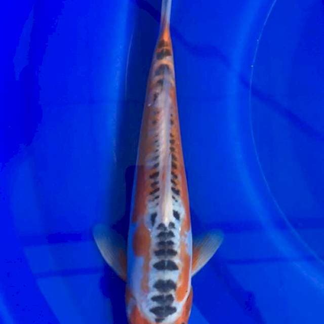 Shusui 25cm
