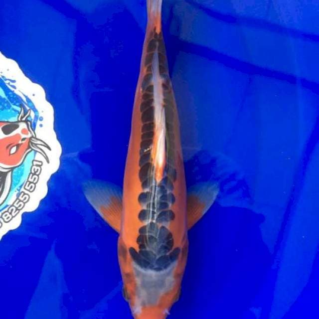 Shusui 22cm