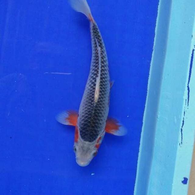 QUALITY SHOW ASHAGI 27cm