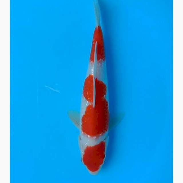 Kohaku ginrin