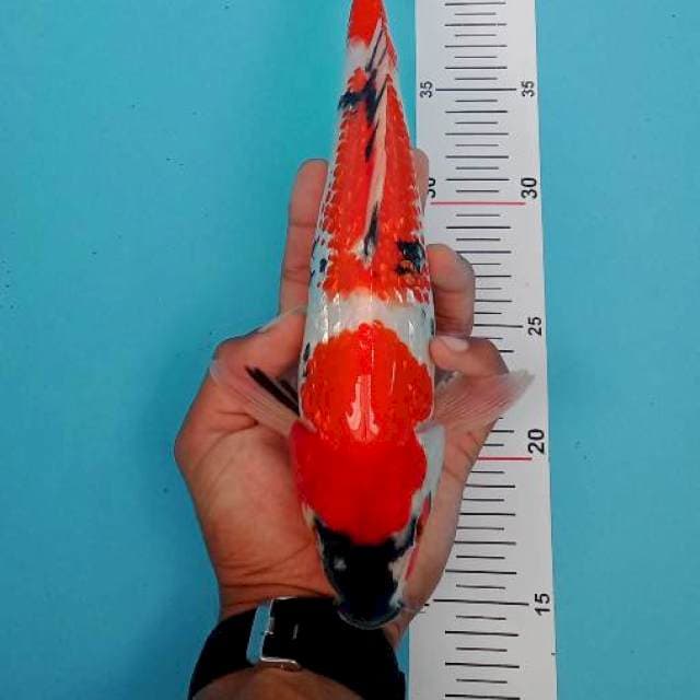 Jondit 2~ Showa Ginrin 29cm