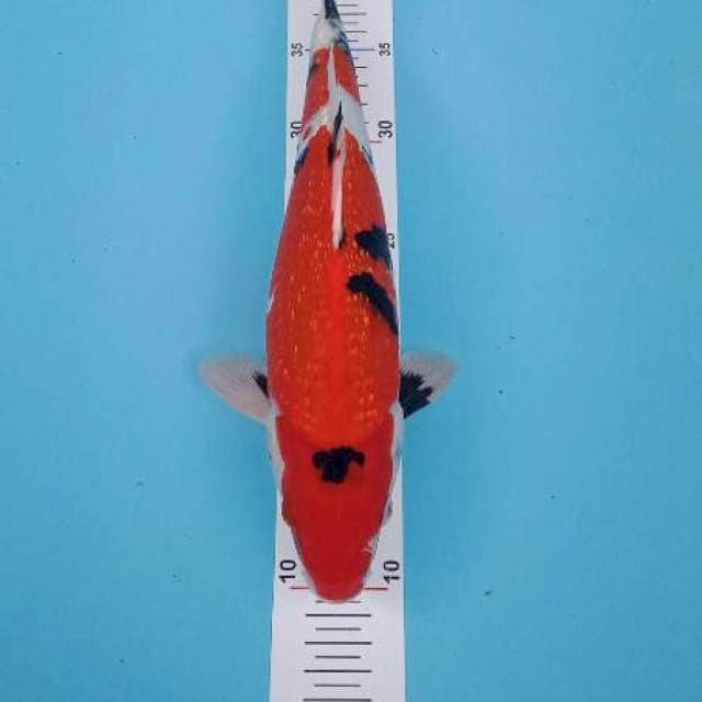 Jondit 3~ Showa Ginrin 33cm