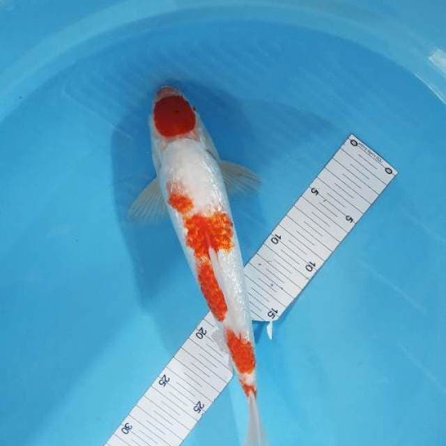 Maruten kohaku gindrin 31cm male