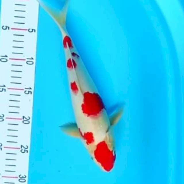 Kohaku red strong