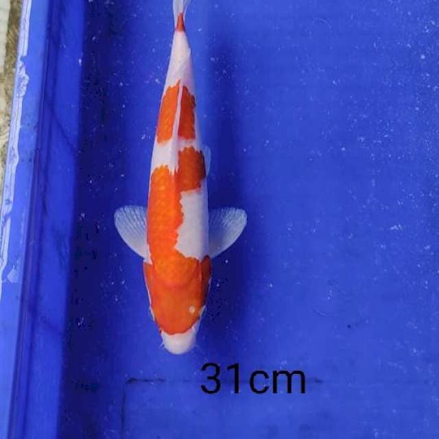 Kohaku