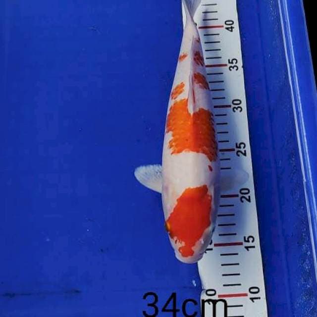 Kohaku