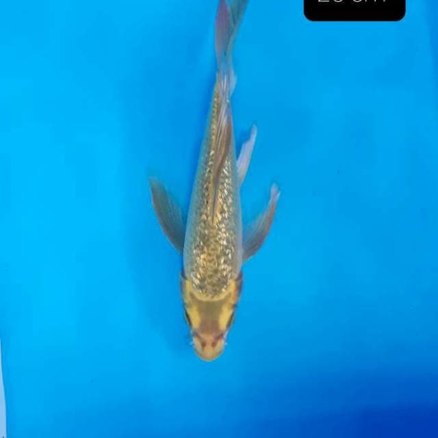 Kumpay ginrin 25 cm
