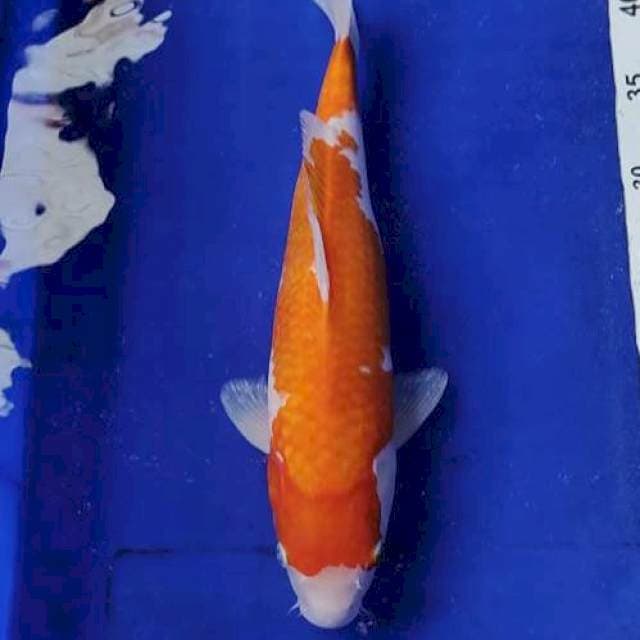 Kohaku merah merona