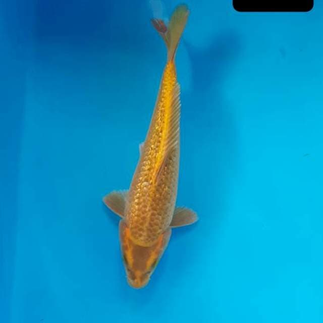 Mukasi gold 25 cm