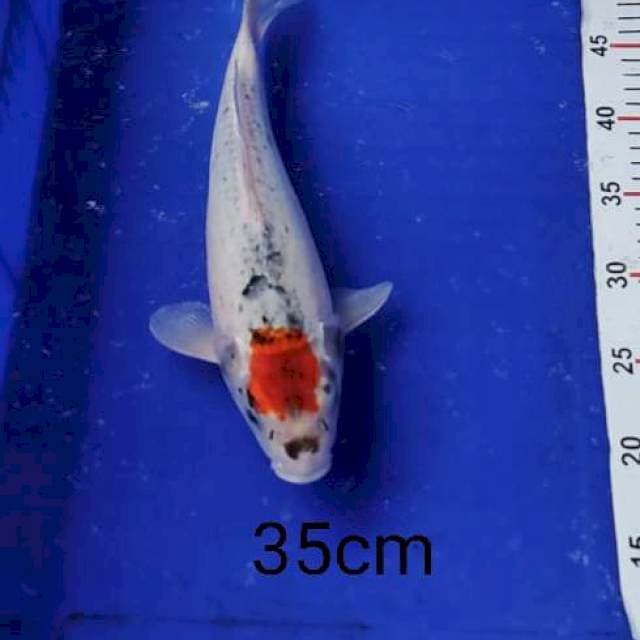 Tancho Ghosiki