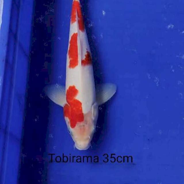 Kohaku