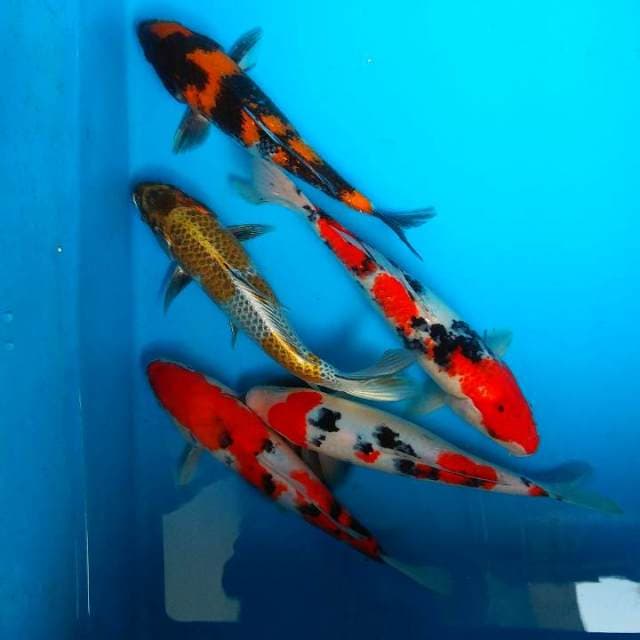 Mix koi 5 ekor