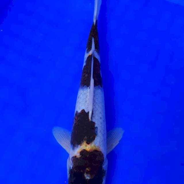 Budo Goromo 30 cm
