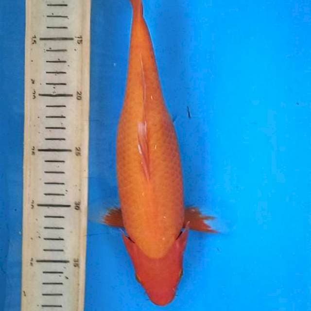 Aka hajiro 30cm female