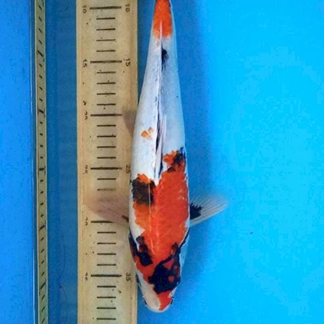 Showa 35cm male