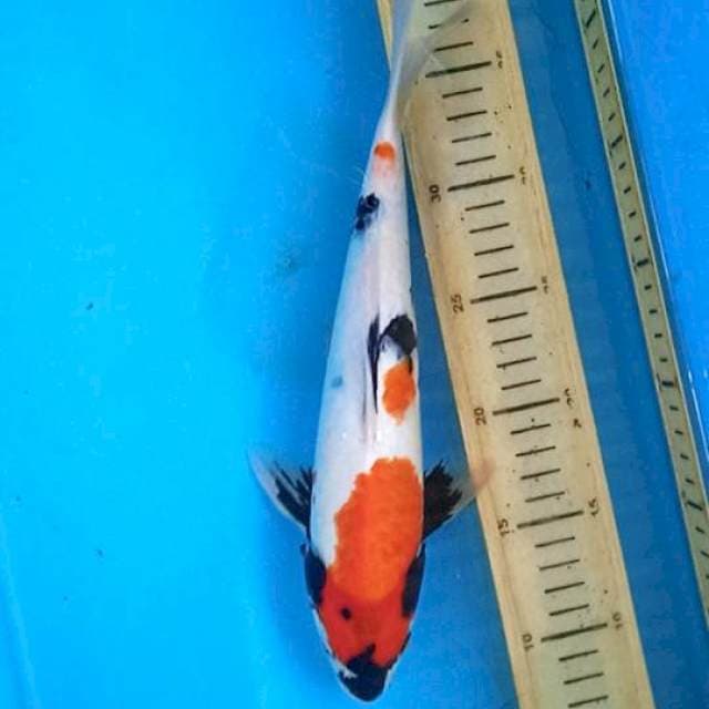 Showa motogoro 30cm male