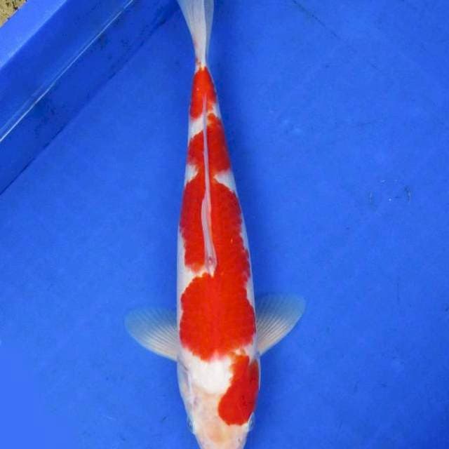 Kohaku ±35 BU