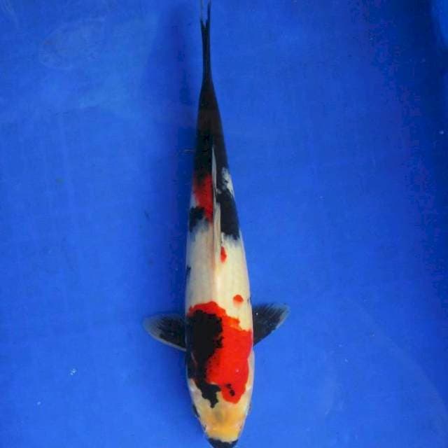 Showa sansoku 35bu