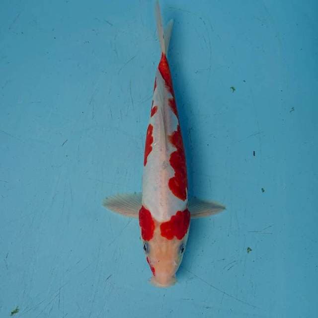 KOSHUI 29 cm
