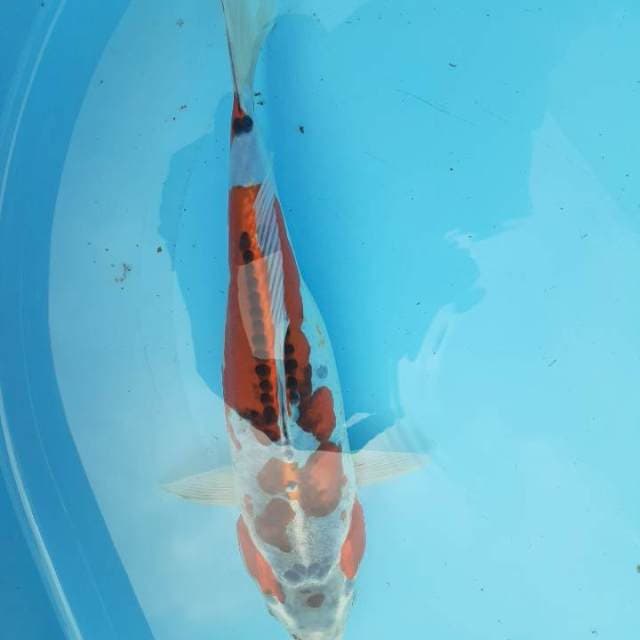 Kiko 28 cm
