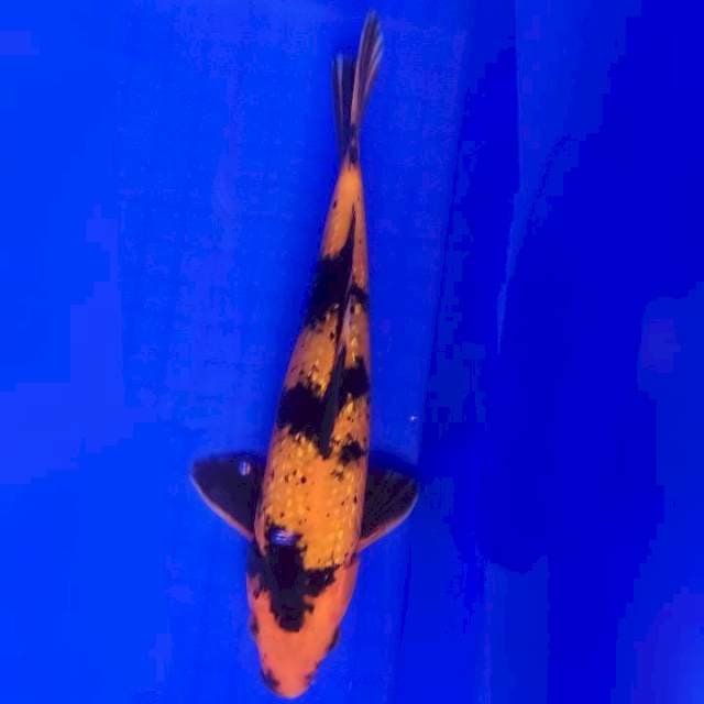 Hi Utsuri 27cm Male