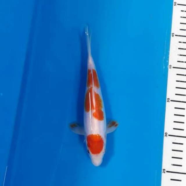 Kohaku