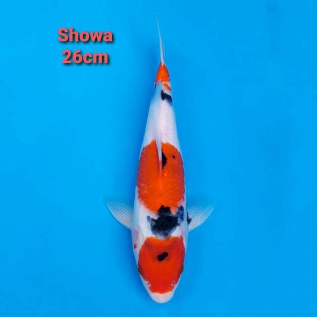 Showa 26cm