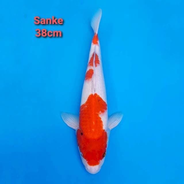 Sanke 38cm