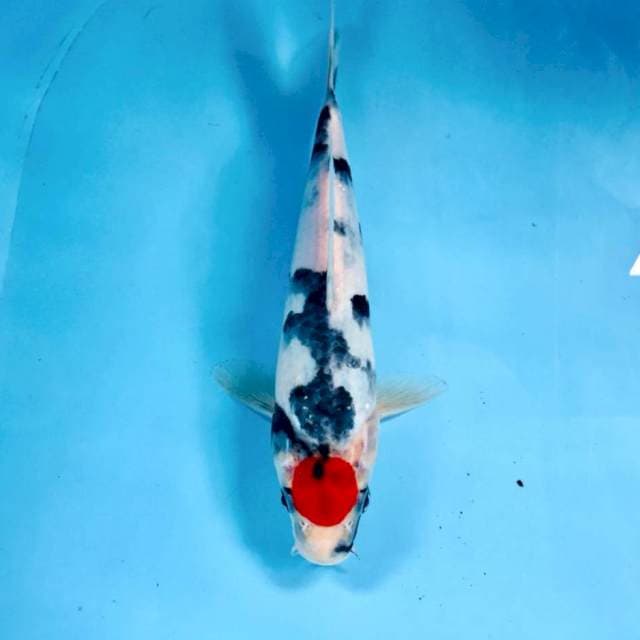 Tancho Showa, 25 cm