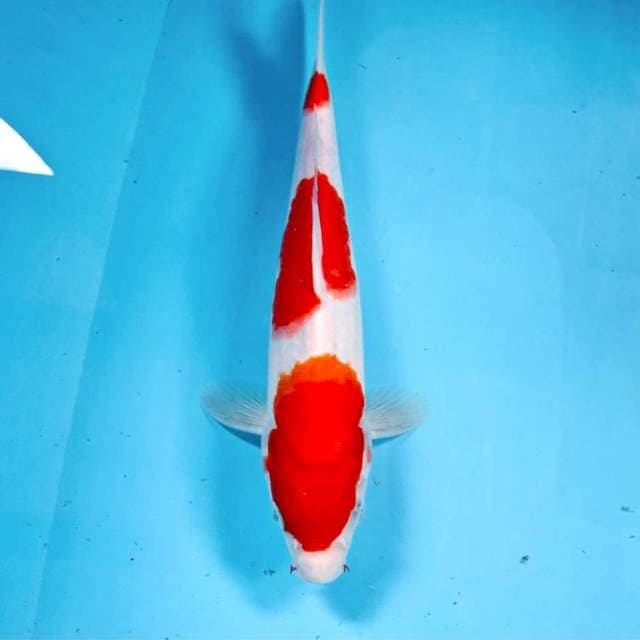 Kohaku, 28 cm